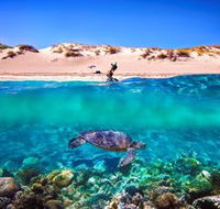 Snorkel the Ningaloo Reef - Lismore Accommodation