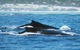 Humpback Whales - thumb 1