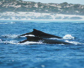 Humpback Whales - Lismore Accommodation 1