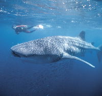 Swim with the Whale Sharks - Lismore Accommodation