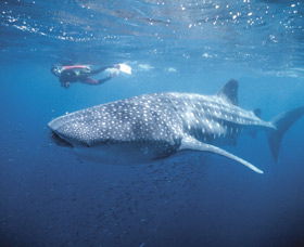 Swim With The Whale Sharks - Lismore Accommodation 0