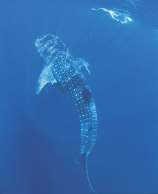 Swim With The Whale Sharks - Lismore Accommodation 1