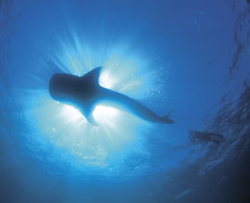 Swim With The Whale Sharks - Lismore Accommodation 2