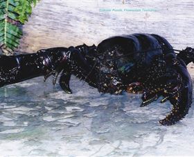 Lobster Ponds - Lismore Accommodation 2