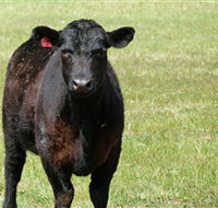 Denham Farm Beef and Lamb - Lismore Accommodation