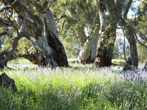 Aussie Heritage Tours - Lismore Accommodation 4