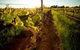 Kaesler Old Vine Vineyard Tour - thumb 0