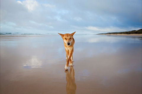 Fraser Island Adventure Tours - Lismore Accommodation 8
