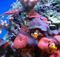 Tropical Marine Centre - Lismore Accommodation
