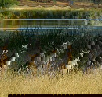 Canberra - The National Capital  Full Day Private Tour  Departs from Sydney - Lismore Accommodation