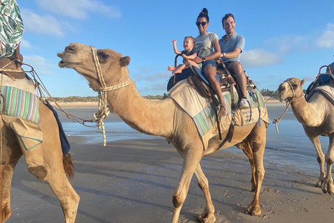 1 Hour Broome Sunset Camel Tour - Lismore Accommodation 4