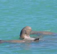 Snubfin Dolphin Eco Cruise from Broome - Lismore Accommodation