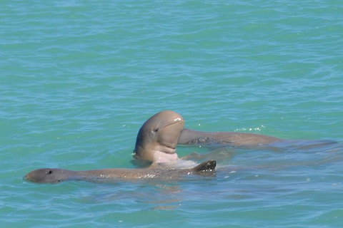 Snubfin Dolphin Eco Cruise From Broome - Lismore Accommodation 2