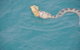 Snubfin Dolphin Eco Cruise From Broome - thumb 10