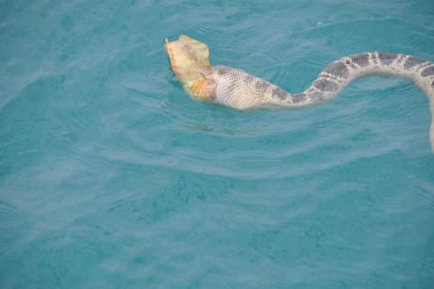 Snubfin Dolphin Eco Cruise From Broome - Lismore Accommodation 10