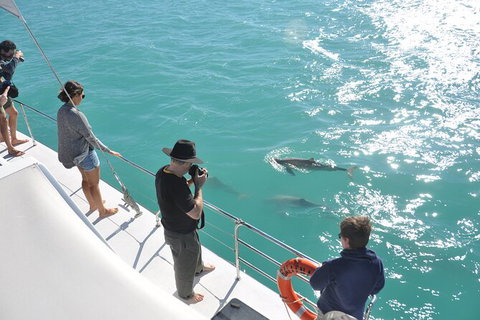 Snubfin Dolphin Eco Cruise From Broome - Lismore Accommodation 4