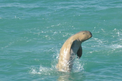Snubfin Dolphin Eco Cruise From Broome - Lismore Accommodation 11