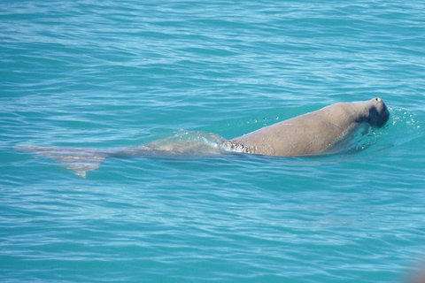 Snubfin Dolphin Eco Cruise From Broome - Lismore Accommodation 5