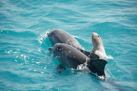 Snubfin Dolphin Eco Cruise From Broome - Lismore Accommodation 6