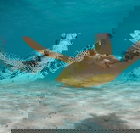 Turtle Eco Adventure Tour in Exmouth - Lismore Accommodation