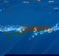 Private Whale Shark or Humpback Whale Swimming Tour - Lismore Accommodation