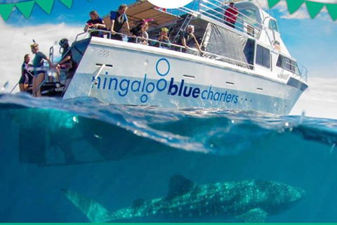 Swim With Whale Sharks- The Largest Fish In The World! - Lismore Accommodation 1