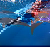Swim with Whale Sharks- the largest fish in the world - Lismore Accommodation