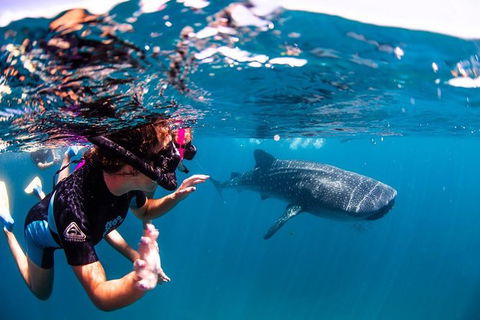 Swim With Whale Sharks- The Largest Fish In The World! - Lismore Accommodation 20