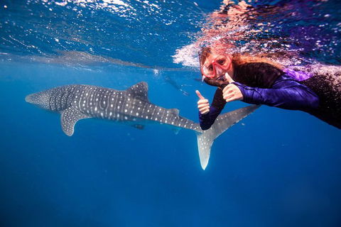 Swim With Whale Sharks- The Largest Fish In The World! - Lismore Accommodation 29