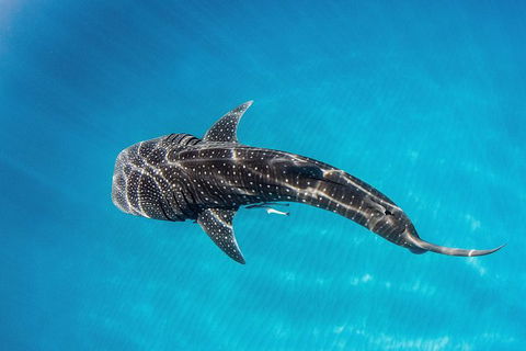 Swim With Whale Sharks- The Largest Fish In The World! - Lismore Accommodation 22