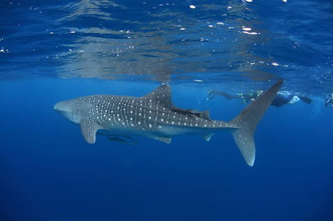 Swim With Whale Sharks- The Largest Fish In The World! - Lismore Accommodation 3
