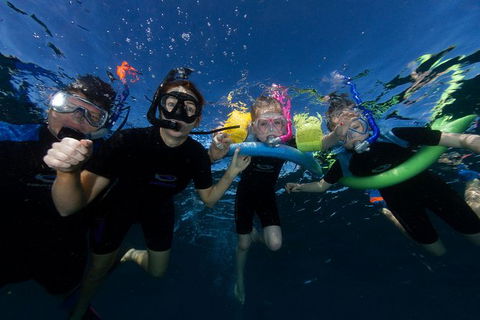 Swim With Whale Sharks- The Largest Fish In The World! - Lismore Accommodation 9
