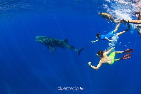 Swim With Whale Sharks- The Largest Fish In The World! - Lismore Accommodation 36