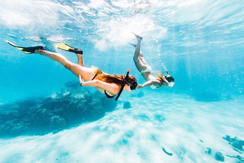 Swim With Whale Sharks- The Largest Fish In The World! - Lismore Accommodation 21