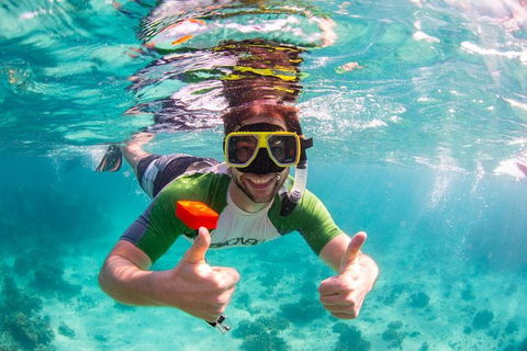 Swim With Whale Sharks- The Largest Fish In The World! - Lismore Accommodation 23