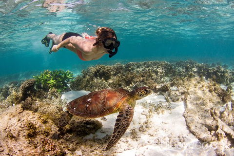 Swim With Whale Sharks- The Largest Fish In The World! - Lismore Accommodation 25