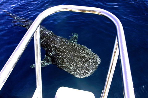 Swim With Whale Sharks- The Largest Fish In The World! - Lismore Accommodation 16
