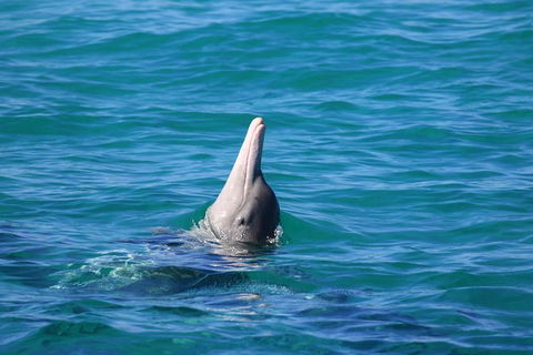Swim With Whale Sharks- The Largest Fish In The World! - Lismore Accommodation 24