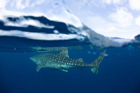 Swim With Whale Sharks- The Largest Fish In The World! - Lismore Accommodation 17
