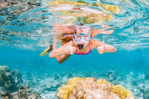 Swim With Whale Sharks- The Largest Fish In The World! - Lismore Accommodation 38
