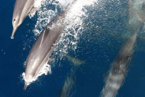 Swim With Whale Sharks- The Largest Fish In The World! - Lismore Accommodation 13