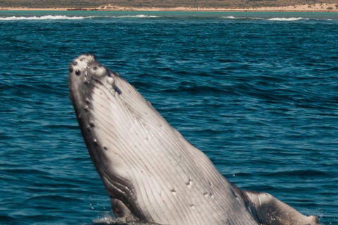 Swim With Whale Sharks- The Largest Fish In The World! - Lismore Accommodation 18