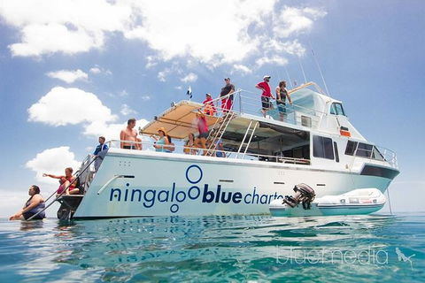 Swim With Whale Sharks- The Largest Fish In The World! - Lismore Accommodation 42