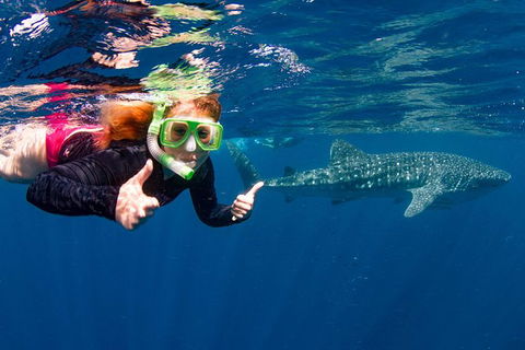Swim With Whale Sharks- The Largest Fish In The World! - Lismore Accommodation 2