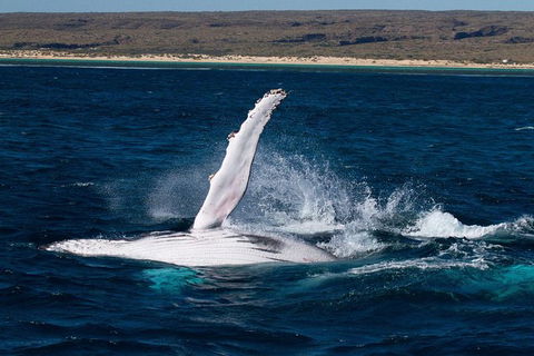 Swim With Whale Sharks- The Largest Fish In The World! - Lismore Accommodation 5