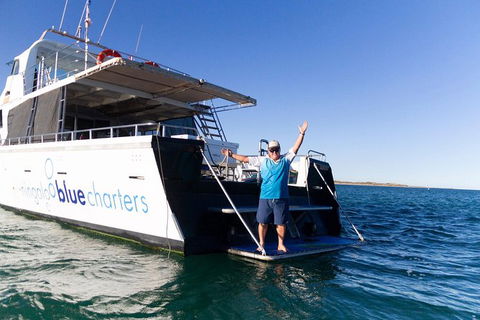 Swim With Whale Sharks- The Largest Fish In The World! - Lismore Accommodation 41
