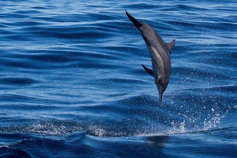 Swim With Whale Sharks- The Largest Fish In The World! - Lismore Accommodation 44