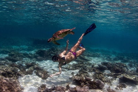 Swim With Whale Sharks- The Largest Fish In The World! - Lismore Accommodation 11