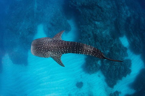 Swim With Whale Sharks- The Largest Fish In The World! - Lismore Accommodation 14