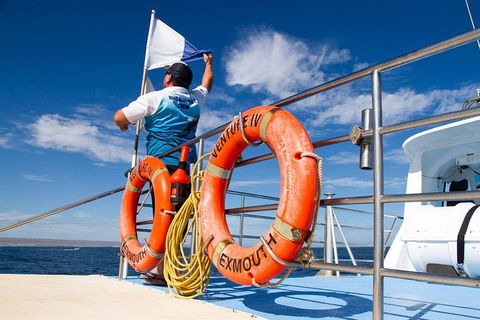 Swim With Whale Sharks- The Largest Fish In The World! - Lismore Accommodation 33